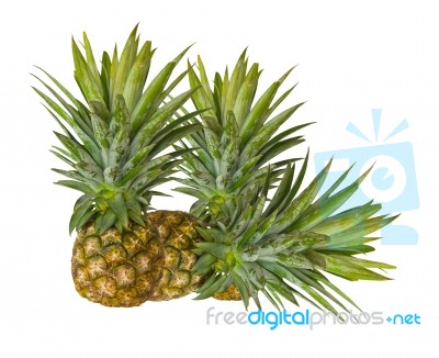 Fresh Pineapples Stock Photo