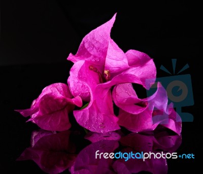 Fresh Pink Flower Stock Photo