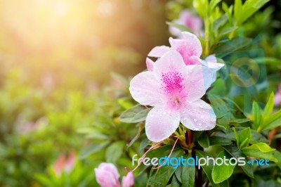 Fresh Pink Flower Close Up  Shot In Public Park Stock Photo