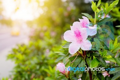 Fresh Pink Flower Close Up  Shot In Public Park Stock Photo