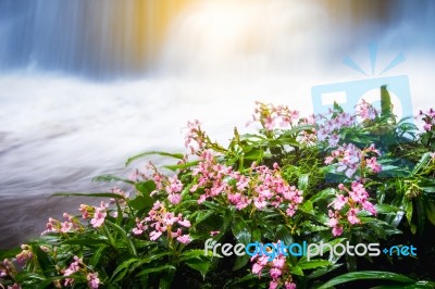 Fresh Pink Flower In Front Of Waterfall In Rain Forest Rainy Sea… Stock Photo