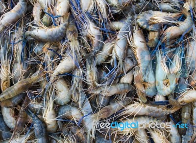 Fresh Prawn Stock Photo