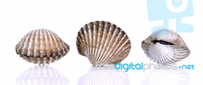 Fresh Raw Cockle On The White Background Stock Photo