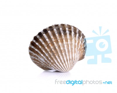 Fresh Raw Cockle On The White Background Stock Photo