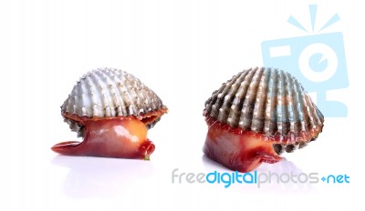 Fresh Raw Cockle On The White Background Stock Photo