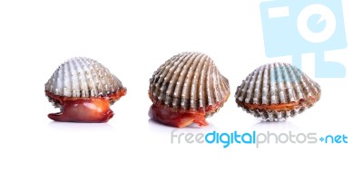 Fresh Raw Cockle On The White Background Stock Photo