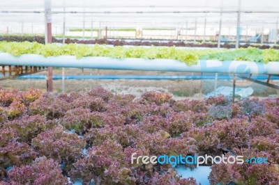 Fresh Red And Green Vegetable Salad Stock Photo