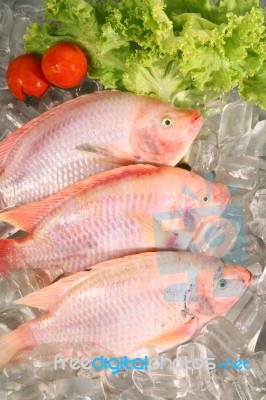 Fresh Red Fish Stock Photo