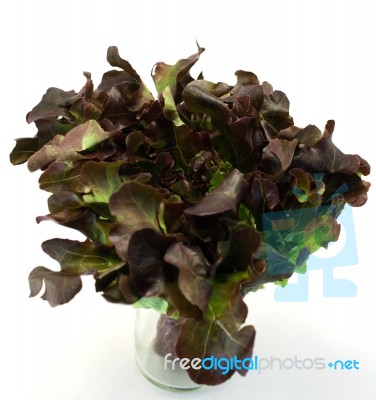 Fresh Red Lettuce On White  Background Stock Photo