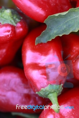 Fresh Red Peppers From The Garden Stock Photo