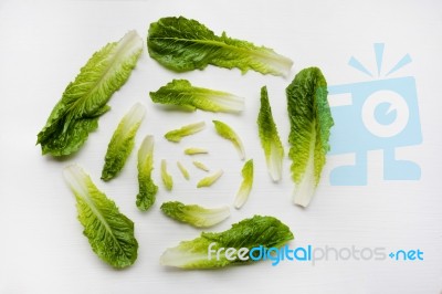 Fresh Romaine Lettuce Isolated On A White Background Stock Photo