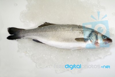 Fresh Sea Bass Stock Photo