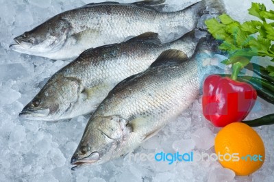 Fresh Seabass Chilled On Ice Stock Photo