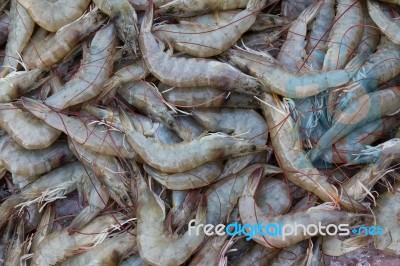 Fresh Shrimp Stock Photo