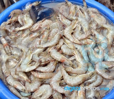 Fresh Shrimp Stock Photo