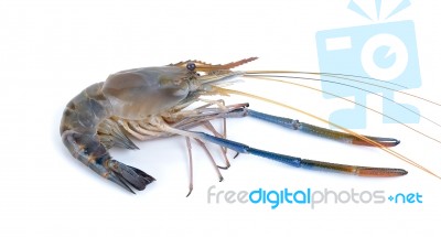 Fresh Shrimp Isolated On The White Background Stock Photo