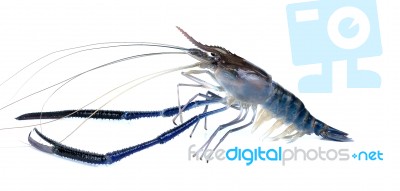 Fresh Shrimp Isolated On The White Background Stock Photo