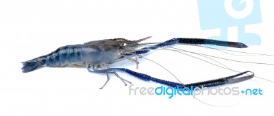 Fresh Shrimp Isolated On The White Background Stock Photo