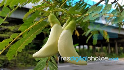 Fresh Side Road Agasta Flower Stock Photo