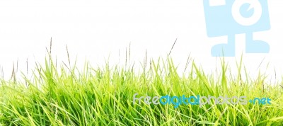 Fresh Spring Green Grass Panorama Isolated On White Background Stock Photo