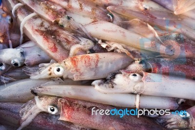 Fresh Squid Stock Photo