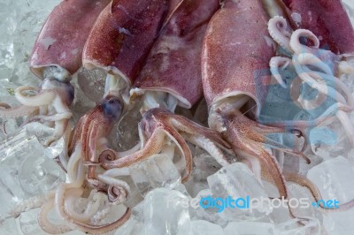 Fresh Squid preserving in ice Stock Photo