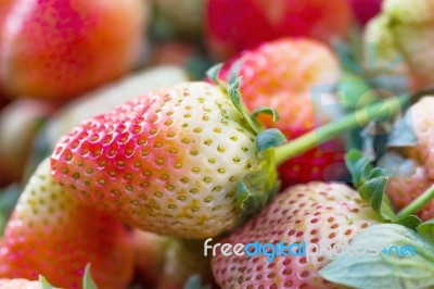 Fresh Strawberries Stock Photo