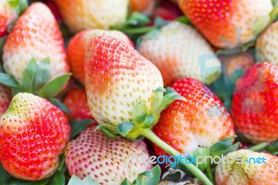 Fresh Strawberries Stock Photo