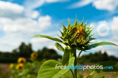 Fresh Sunflower Stock Photo