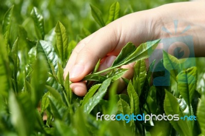 Fresh Tea Leaves Picking Hand Over Tea Bushes Stock Photo