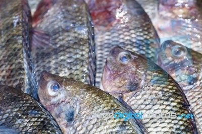 Fresh Tilapia Fish Aka Pla Nin On Ice Exposition At The Seafood Stock Photo