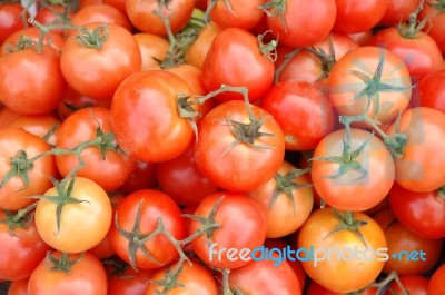 Fresh Tomato Stock Photo