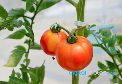 Fresh Tomato Growing In A Greenhouse Stock Photo