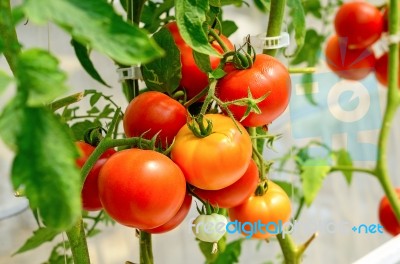 Fresh Tomato In The Garden Stock Photo