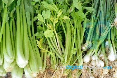 Fresh Vegetable Stock Photo