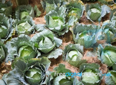 Fresh Vegetable Display In Food Festival Stock Photo