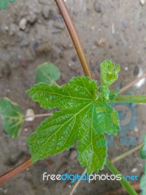 Fresh Vegetable Plant Leaf Stock Photo