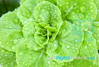 Fresh Water Dew On Leaves Of Green Vegetable Stock Photo