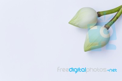 Fresh White Lotus On White Background Stock Photo