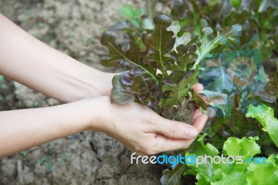 Fresh Young Plant Stock Photo