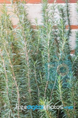 Freshly Aroma Herbs Growing In The Garden Stock Photo