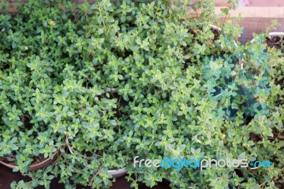 Freshly Aroma Herbs Growing In The Garden Stock Photo