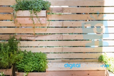 Freshly Aroma Herbs Growing In The Garden Stock Photo