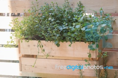 Freshly Aroma Herbs Growing In The Garden Stock Photo