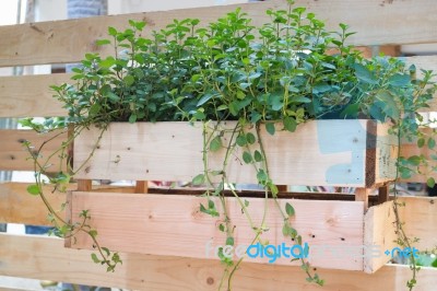 Freshly Aroma Herbs Growing In The Garden Stock Photo