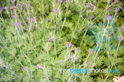 Freshly Aroma Herbs Growing In The Garden Stock Photo