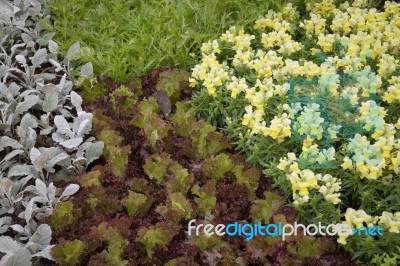 Freshly Aroma Herbs Growing In The Garden Stock Photo