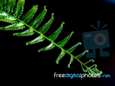 Freshness Fern Leaf On Black Background Stock Photo