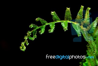 Freshness Fern Leaf On Black Background Stock Photo