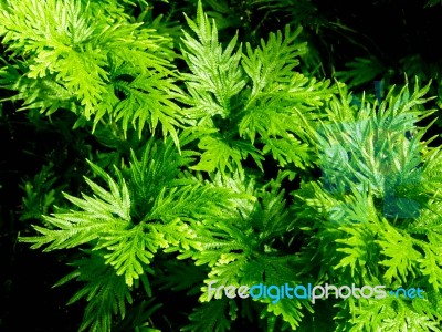 Freshness Green Of Selaginella Involvens Fern Stock Photo